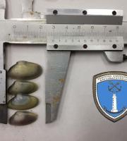 Σχεδόν δύο τόνοι ακατάλληλα όστρακα κατασχέθηκαν στην Αλεξανδρούπολη - Συνελήφθη 37χρονος (φώτο)