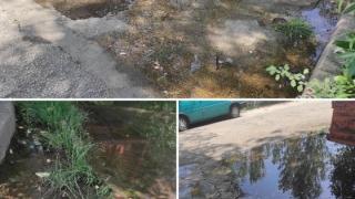 «Μολυσμένα νερά και βατράχια» καταγγέλει κατασκηνωτής του κάμπινγκ (φωτό)