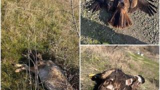 Νέο περιβαλλοντικό έγκλημα στον Έβρο: Νεκρά ζώα από δηλητηριασμένα δολώματα 
