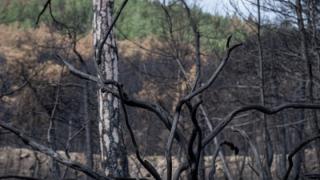 Δήμος Αλεξανδρούπολης: Ξεκίνησε η υποβολή δηλώσεων ζημιών από τις πυρκαγιές στον ΕΛΓΑ 