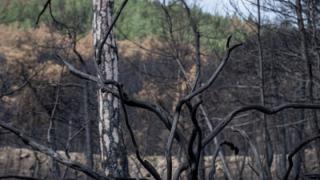 Απαγόρευση θήρας στην καμένη περιοχή του Εθνικού Πάρκου Δαδιάς