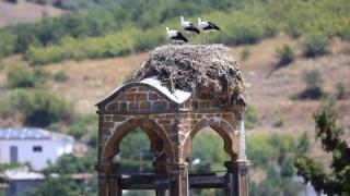 Όμορφος κόσμος: Μια από τις ωραιότερες φωλιές Πελαργών στον Έβρο!
