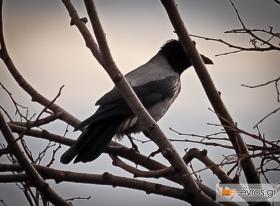 Μαύρη είναι η νύχτα στα βουνά, μαύρη σαν... Καλιακούδα;