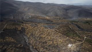 273 στρέμματα δασικής έκτασης θα επηρεαστούν από την κατασκευή της νέας μονάδας ηλεκτροπαραγωγής στην Αλεξανδρούπολη