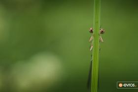 İki göz ...  Peygamber Elias'a