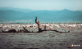 Kemerli flamingolar Evros Deltası'nı sular altında bıraktı