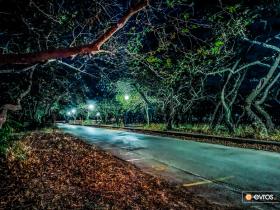 Maistros köyünde çınar ağaçları olan bir yol