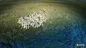 Apalos merasında, Dedeağaç'ın hemen dışında