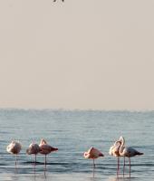 Evros nehrin Deltası