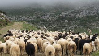 Έβρος: Προσλήψεις για την αντιμετώπιση των κρουσμάτων της ευλογιάς.
