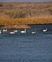 Evros nehrin Deltası