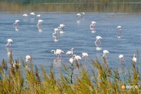 Flamingolar Evros Deltasinda