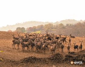  Doğada bir geyik sürüsü