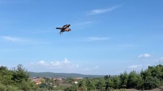 Αποθεραπεύτηκε & απελευθερώθηκε  η γερακίνα «Εμμέλια» από το Εθνικό Πάρκο Δάσους Δαδιάς
