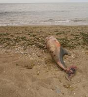 Δελφίνι ξεβράστηκε σε παραλία της Αλεξανδρούπολης