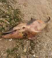 Το ξεβρασμένο δελφίνι κοντά στο πάρκο των προσκόπων