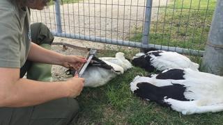 Δακτυλιώσεις πελαργών στην περιοχή του Πόρου.