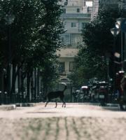 Η απαγόρευση κυκλοφορίας στην Αλεξανδρούπολη μέσα από 23 εικόνες!