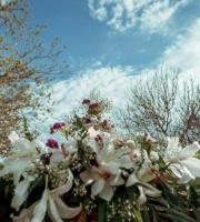 Ιάνα - Επιτάφιος