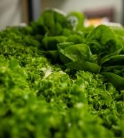 Ωποροπαντοπωλείο