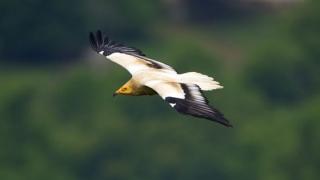 "Όχι φόλες στον Ασπροπάρη" φωνάζουν τα σχολεία του Έβρου και της Ροδόπης.