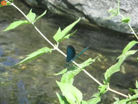 Στην τοποθεσία "Παράδεισος". Έντομο με...χάρη!