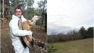 Απελευθερώθηκε γύπας στο Εθνικό Πάρκο Δάσους Δαδιάς