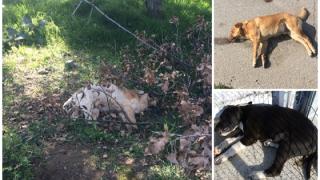 Αλεξανδρούπολη: Σκότωσαν με φόλες αδέσποτα σκυλιά στα Δίκελλα 