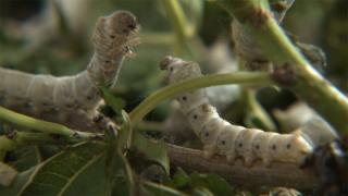 «Το μεταξένιο ταξίδι της εκτροφής του μεταξοσκώληκα»  στο Μουσείο Μετάξης