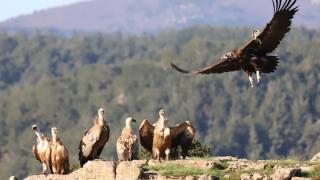 «Εξερευνώντας την άγρια ζωή» στο Μουσείο Μετάξης