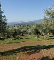 Χρυσό βραβείο για το ελαιόλαδο "Κτήμα Μιχελή" σε Διεθνή Διαγωνισμό