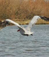 Evros Deltasına bir tur atalım.