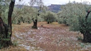 Ανυπολόγιστες ζημιές άφησε πίσω του το χαλάζι στη Μάκρη - Δίκελλα - Σε απόγνωση οι ελαιοπαραγωγοί