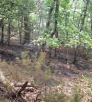 Πυρκαγιά μικρής έκτασης ξέσπασε στο πάρκο της Δαδιάς πριν από λίγες ημέρες.