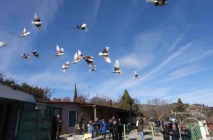 Χιλιάδες περιστέρια στον ουρανό της Αλεξανδρούπολης για το Πανελλήνιο Πρωτάθλημα