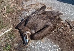 Ένας λύκος και δύο μαυρόγυπες δηλητηριάστηκαν με δολώματα στη Δαδιά