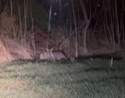 Αλεπουδίτσα βγήκε βόλτα στο ΚΕΓΕ - Πληθαίνουν οι εμφανίσεις άγριων ζώων (video)