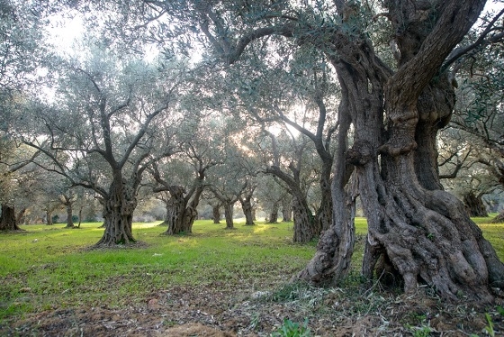 Ο περίφημος ελαιώνας της Μάκρης, με τα αιωνόβια δένδρα.