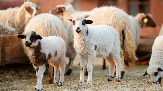 Νέα μέτρα για την ευλογιά των προβάτων.