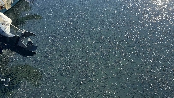 Χιλιάδες νεαρά κεφαλόπουλα στην επιφάνεια της θάλασσας, στο λιμάνι Αλεξανδρούπολης.