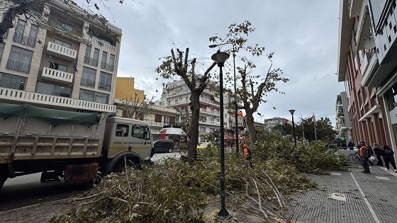 Δραστικό κλάδεμα δένδρων στο κέντρο της Αλεξανδρούπολης.