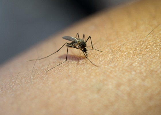 Κάθε καλοκαίρι τα κουνούπια αποτελούν ενοχλητικό ζήτημα για όλο τον Έβρο.