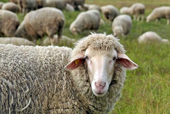 Σε όλη την Ανατολική Μακεδονία και Θράκη κρούσματα καταρροϊκού πυρετού των προβάτων.