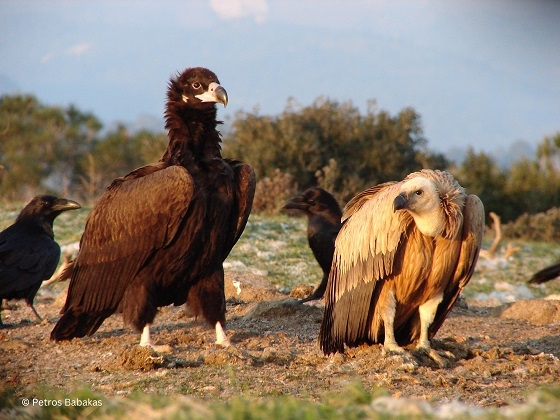 Η κοιλάδα του Δερείου έχει το δικό της ιδιαίτερο ενδιαφέρον για τα αρπακτικά πουλιά.