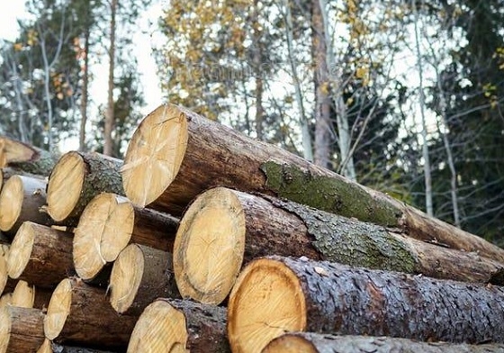 Για πέντε ημέρες οι μόνιμοι κάτοικοι Σαμοθράκης θα μπορούν να συλλέξουν ξύλα για τις ανάγκες θέρμανσης.