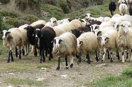 Νέα μέτρα ανακοινώθηκαν για τη Σαμοθράκη, μετά την επιβεβαίωση καινούργιας εστίας ευλογιάς.