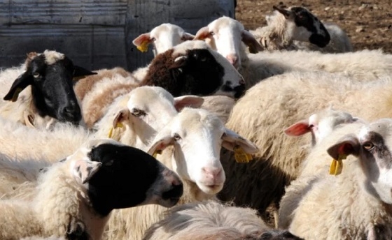 Πάλι έλεγχοι στη Σαμοθράκη για την ευλογιά των αιγοπροβάτων.