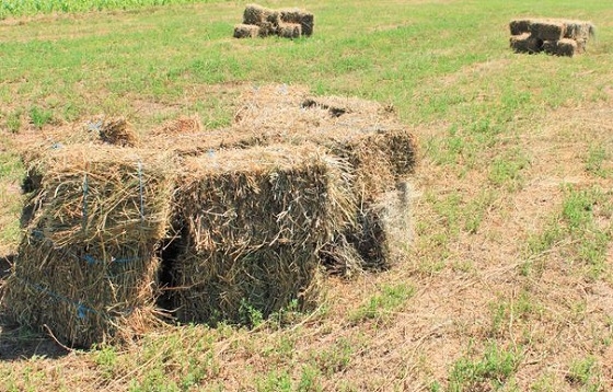 Σε εξέλιξη η διαδικασία αποζημίωσης για την αδιάθετη μηδική στον Έβρο.