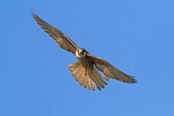 Γεράκια θα χρησιμοποιήσει ο Δήμος Ξάνθης εναντίον των περιστεριών.