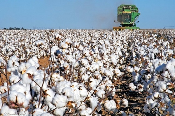 Δεν υπάρχει βεβαιότητα ακόμα για την τελική τιμή βαμβακιού.